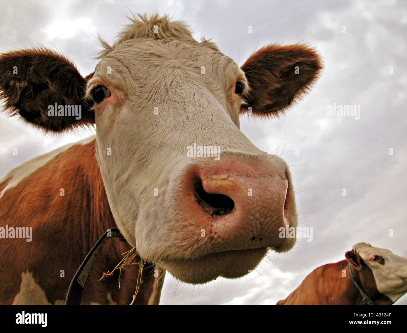 mucca - ritratto Foto Stock