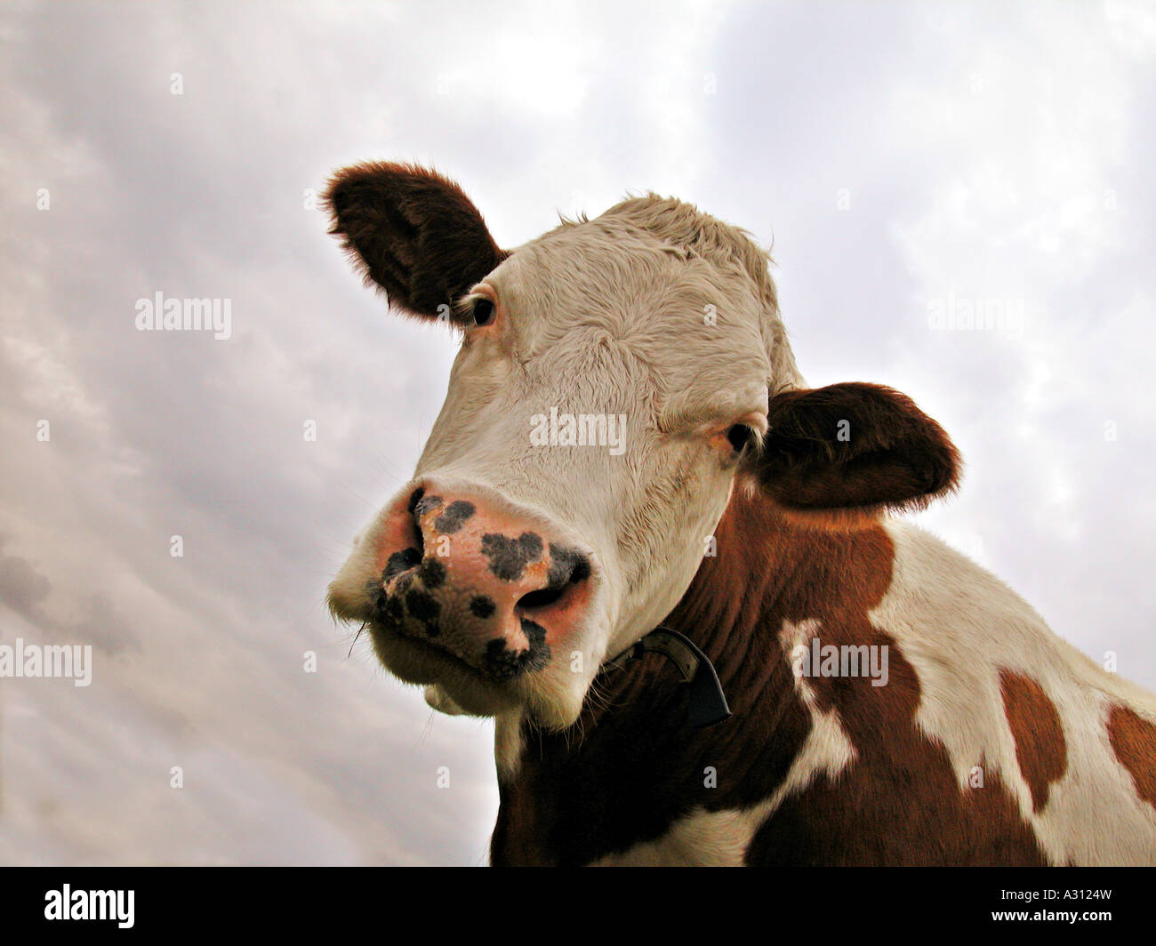 mucca - ritratto Foto Stock