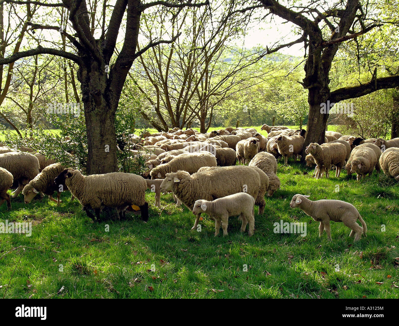 Allevamento di ovini - sotto gli alberi Foto Stock