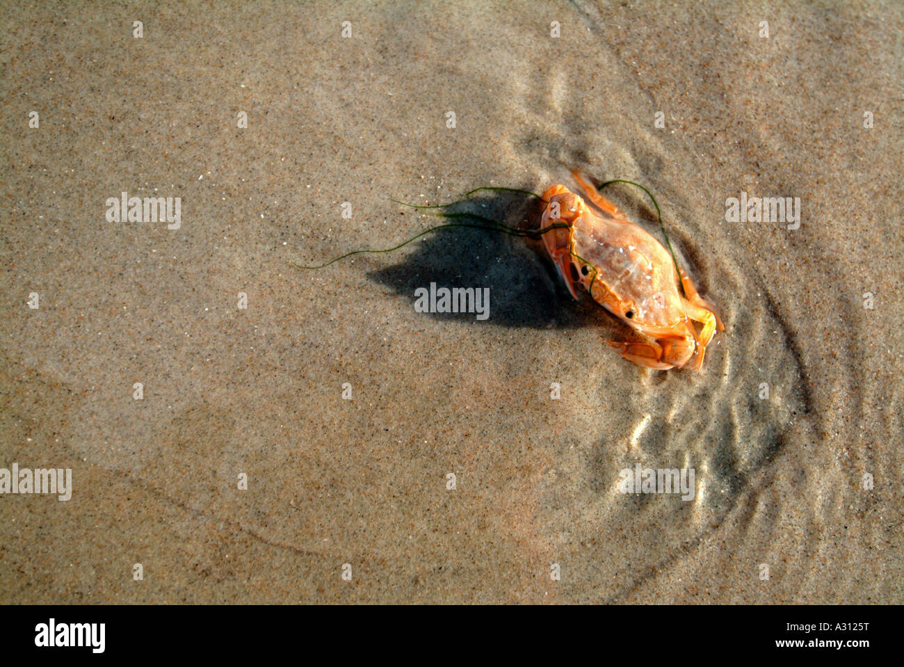 Riva Verde del granchio verde granchio, North Atlantic Shore Crab (Carcinus maenas) sulla sabbia, Danmark Foto Stock