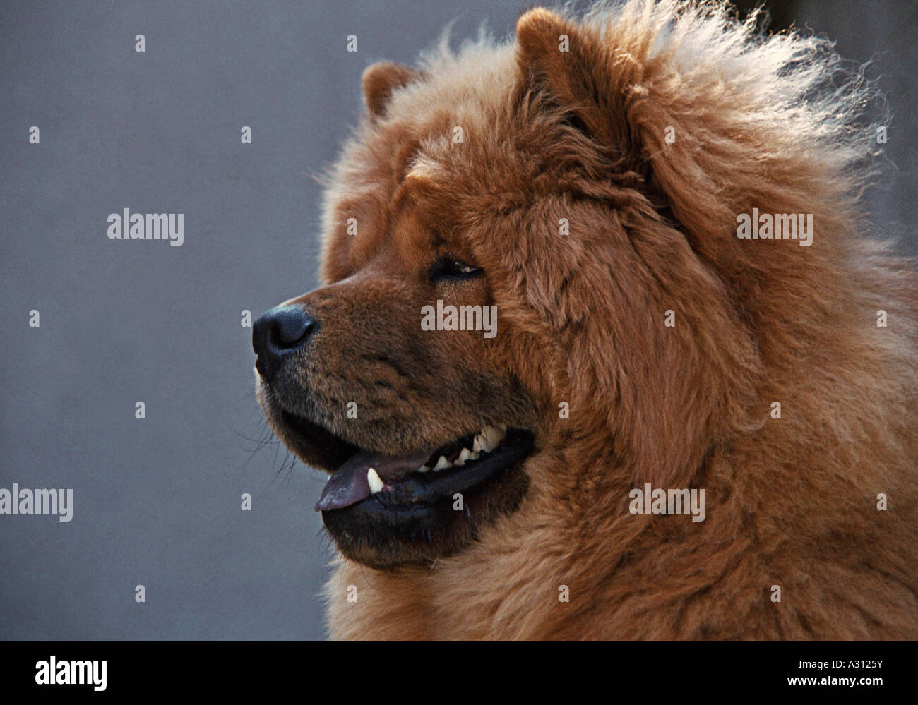 Chow Chow - Ritratto Foto Stock