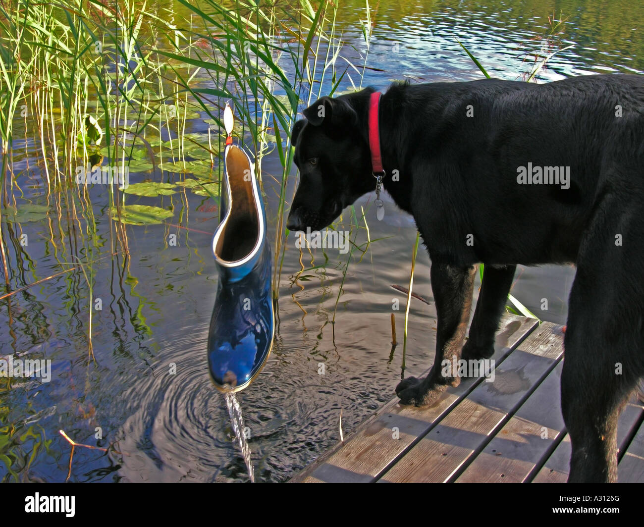 Cane - sniffling a gumboot Foto Stock