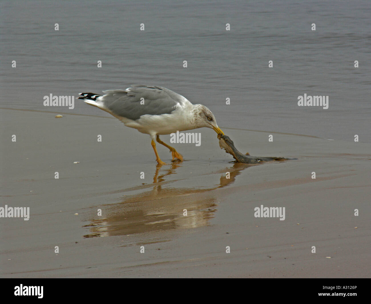 Aringa gull - munching pesce / Larus argentatus Foto Stock