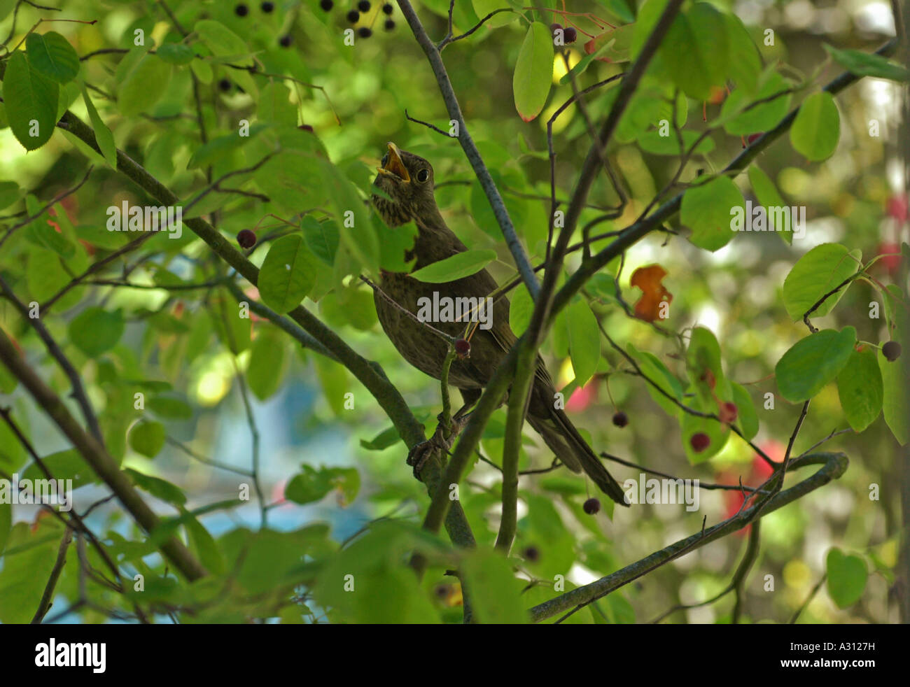 Merlo - seduta sul ramo / Turdus merula Foto Stock