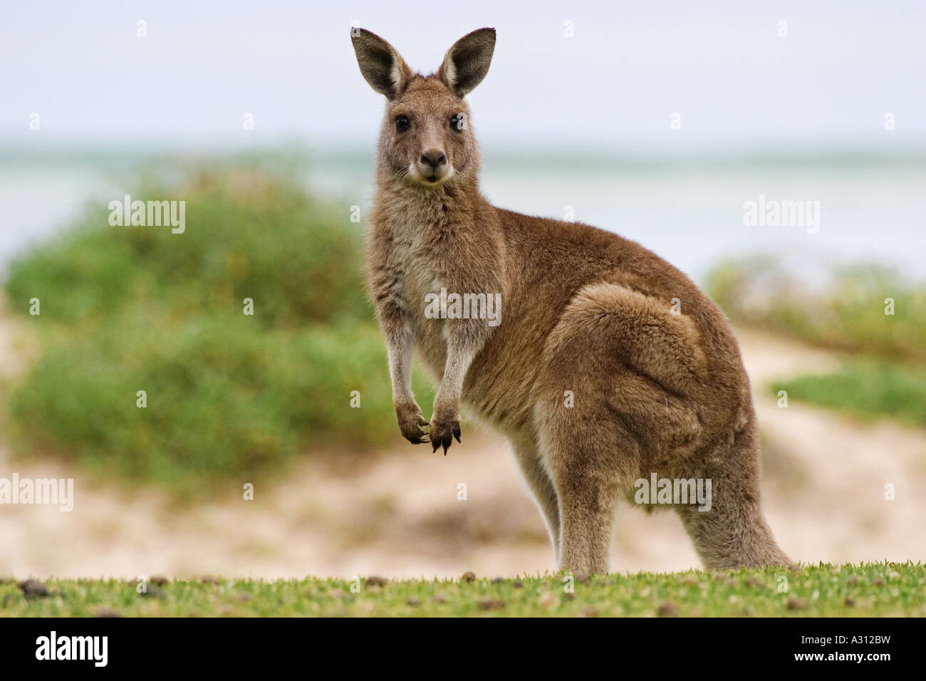 Grigio orientale canguro - permanente / laterale Macropus giganteus Foto Stock