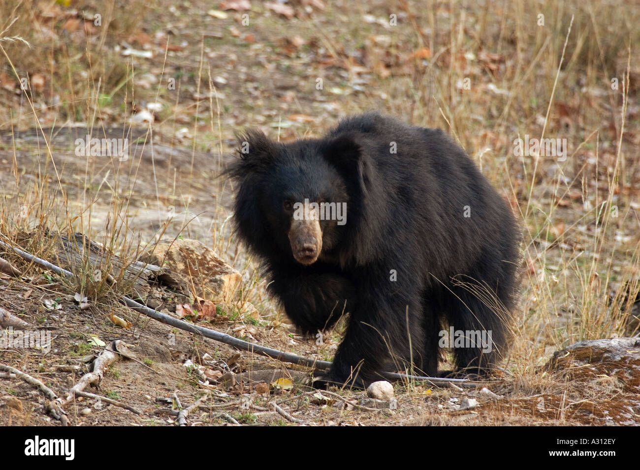 Bradipo orso - laterale permanente / Melursus ursinus Foto Stock