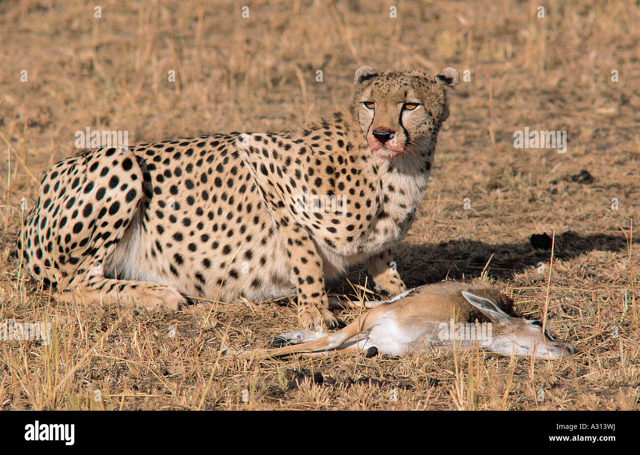 Cheetah iniziare l'alimentazione su appena ucciso Thomson s gazzella nella Riserva Nazionale di Masai Mara Kenya Africa orientale Foto Stock