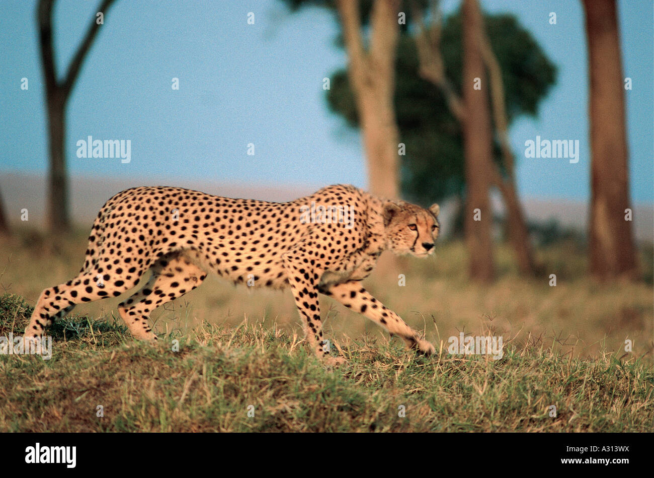 Cheetah avviso all'inizio di stalking verso il potenziale preda nella Riserva Nazionale di Masai Mara Kenya Africa orientale Foto Stock