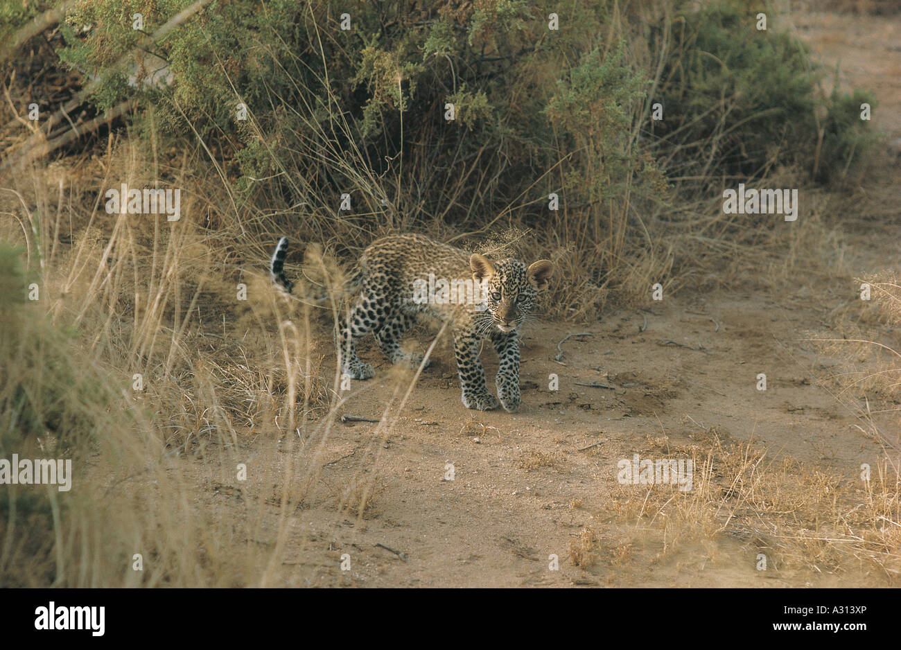 Leopard cub camminando sulla terra e guardando dritto in telecamera nel Samburu National Reserve Kenya Africa orientale Foto Stock