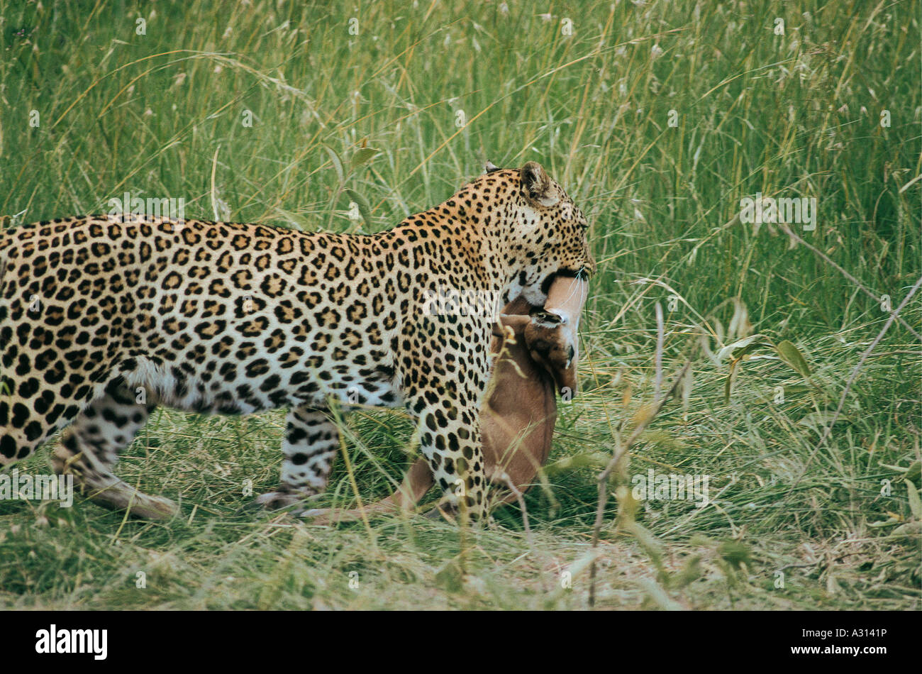 Leopard trascinando appena ucciso preda nella Riserva Nazionale di Masai Mara Kenya Africa orientale la preda animale è un giovane femmina impala Foto Stock