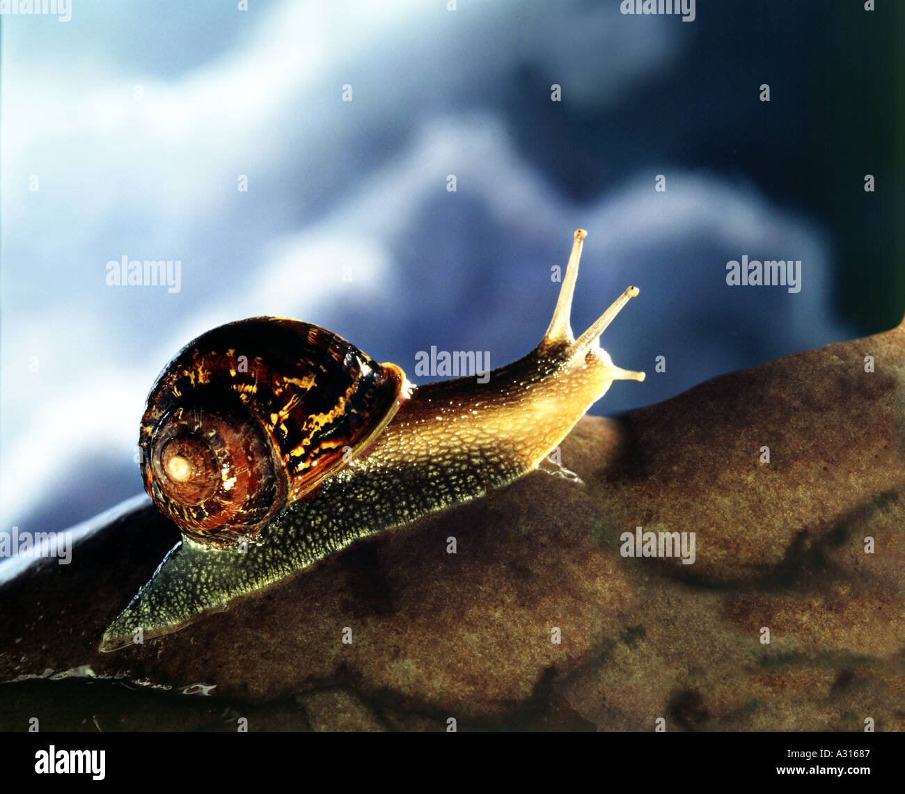 Snail salendo su una pietra verso la luce Foto Stock