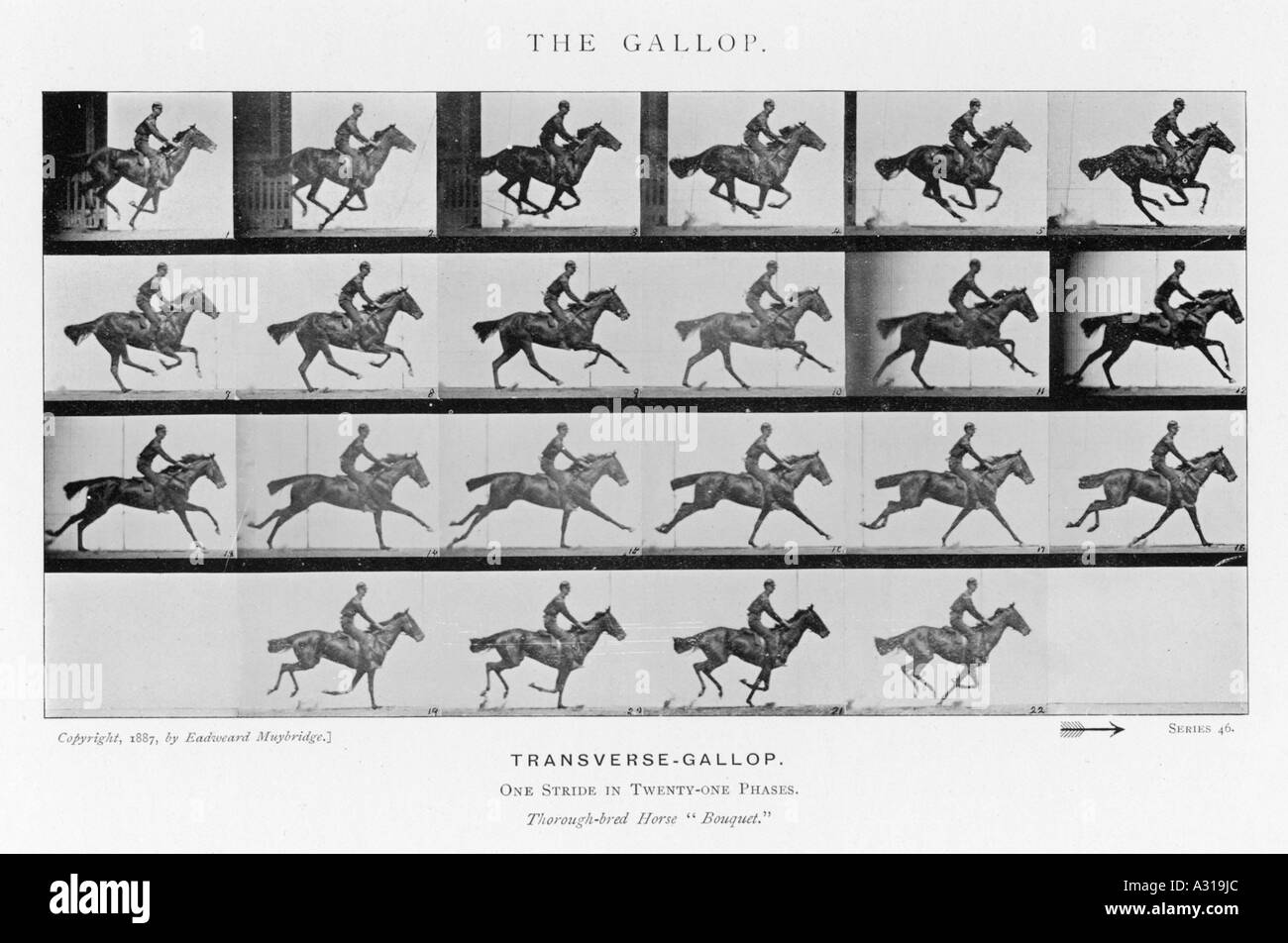 Stampa fotografica Cavallo in movimento studio di Muybridge