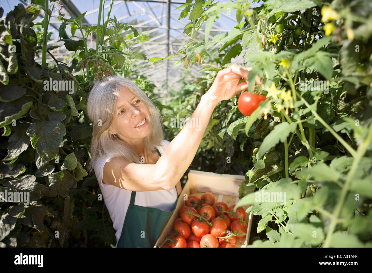 Donna raccolta di pomodori in serra Foto Stock