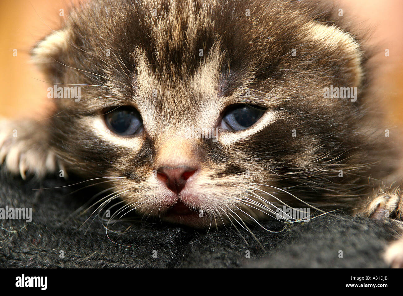 In prossimità di una faccia gattini visto su un maglione Foto Stock