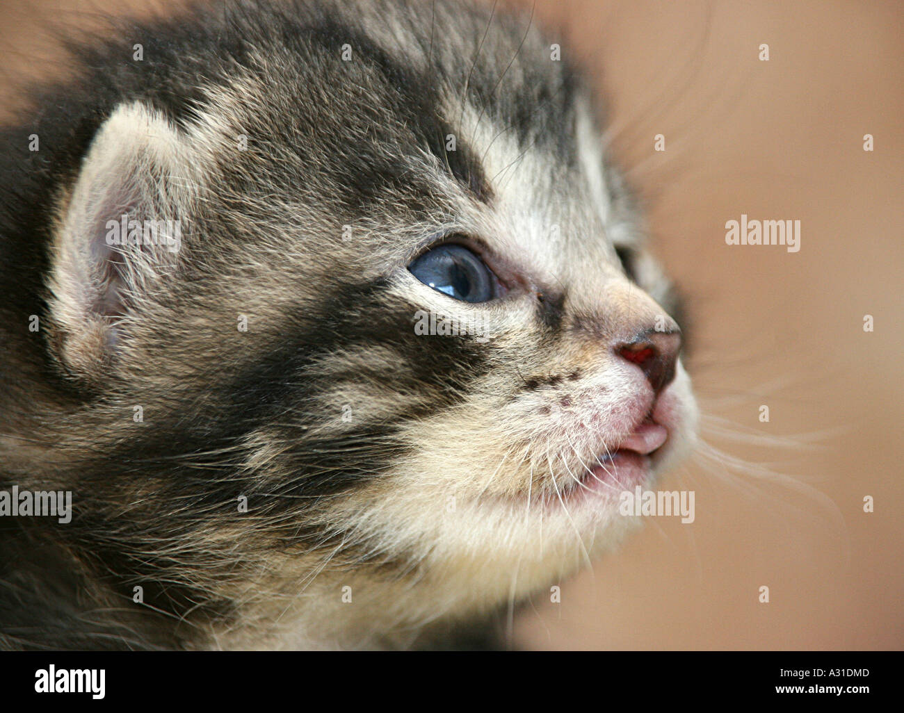 Close up di un grigio eyed giovani cat Foto Stock