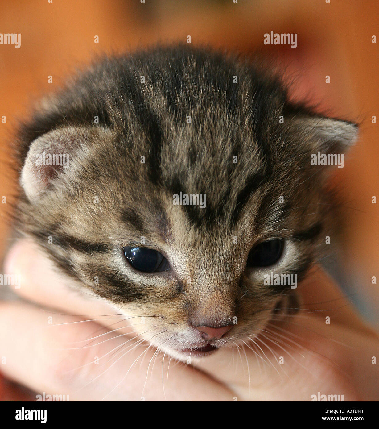 In prossimità di una faccia gattini detenute da un uomo Foto Stock