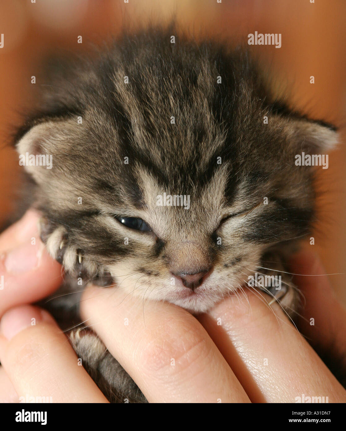 In prossimità di una faccia gattini detenute da un uomo Foto Stock