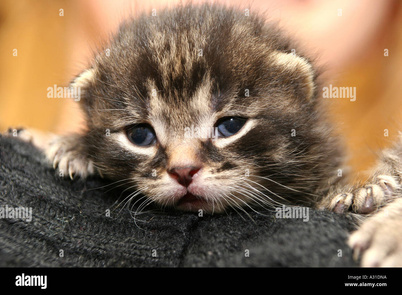 In prossimità di una faccia gattini visto su un maglione Foto Stock