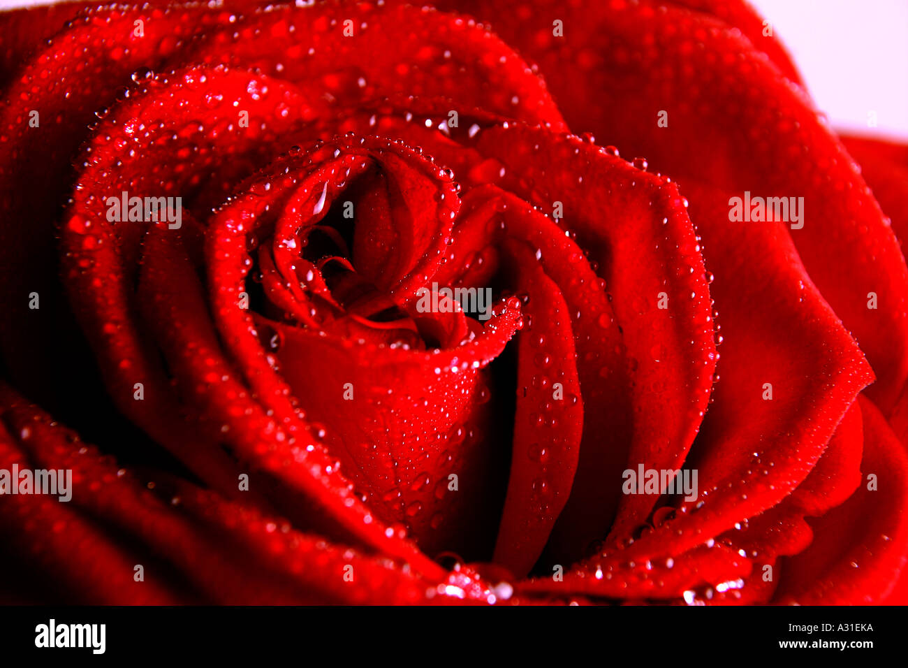 Le goccioline di acqua sulla Red Rose Foto Stock