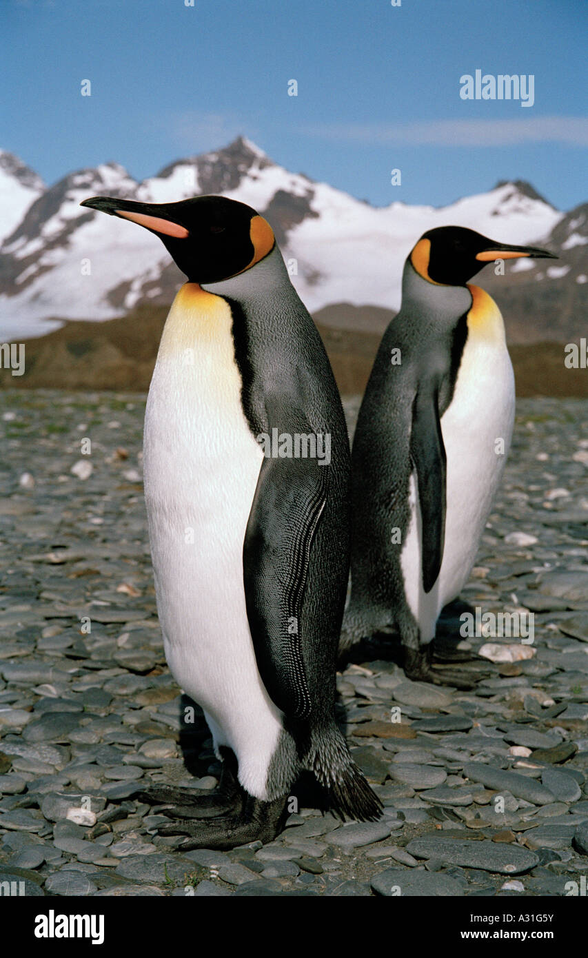 Due pinguini reali (Aptenodytes-patagonicus) di ritorno e montagne innevate, Salisbury Plain, Bay of Isles, South Georgia, Sub-Antartico Island Foto Stock