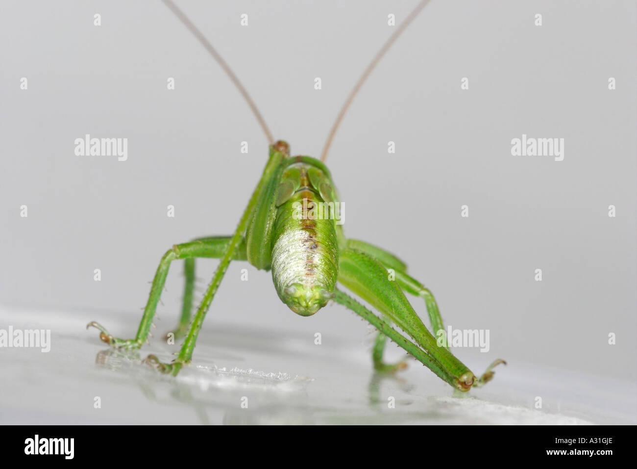 Close up di grasshopper avente una certa quantità di polvere sul retro Foto Stock