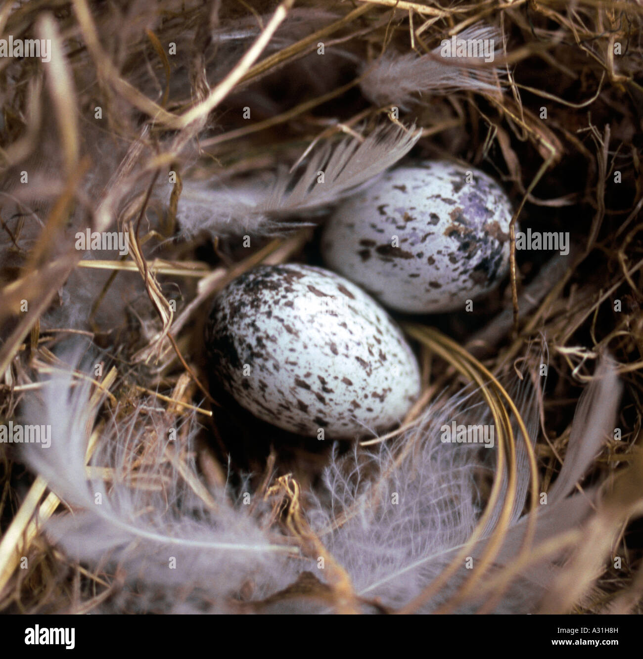 Vicino di casa passero (Passer domestucus) nesting e uova Foto Stock
