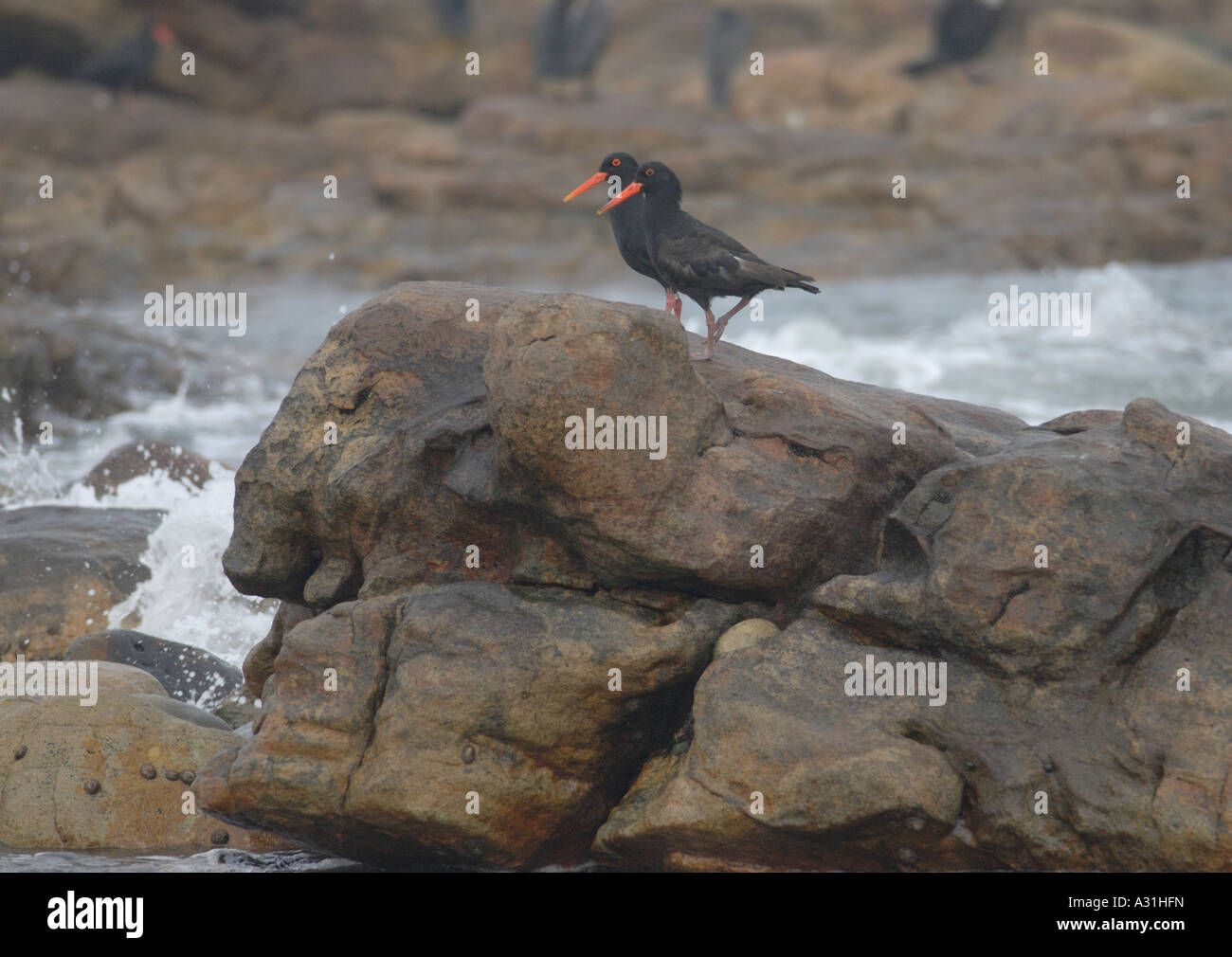 Una coppia di specie rare e minacciate nero africano Oystercatchers Haematopus moquini appoggiato sulle rocce Foto Stock