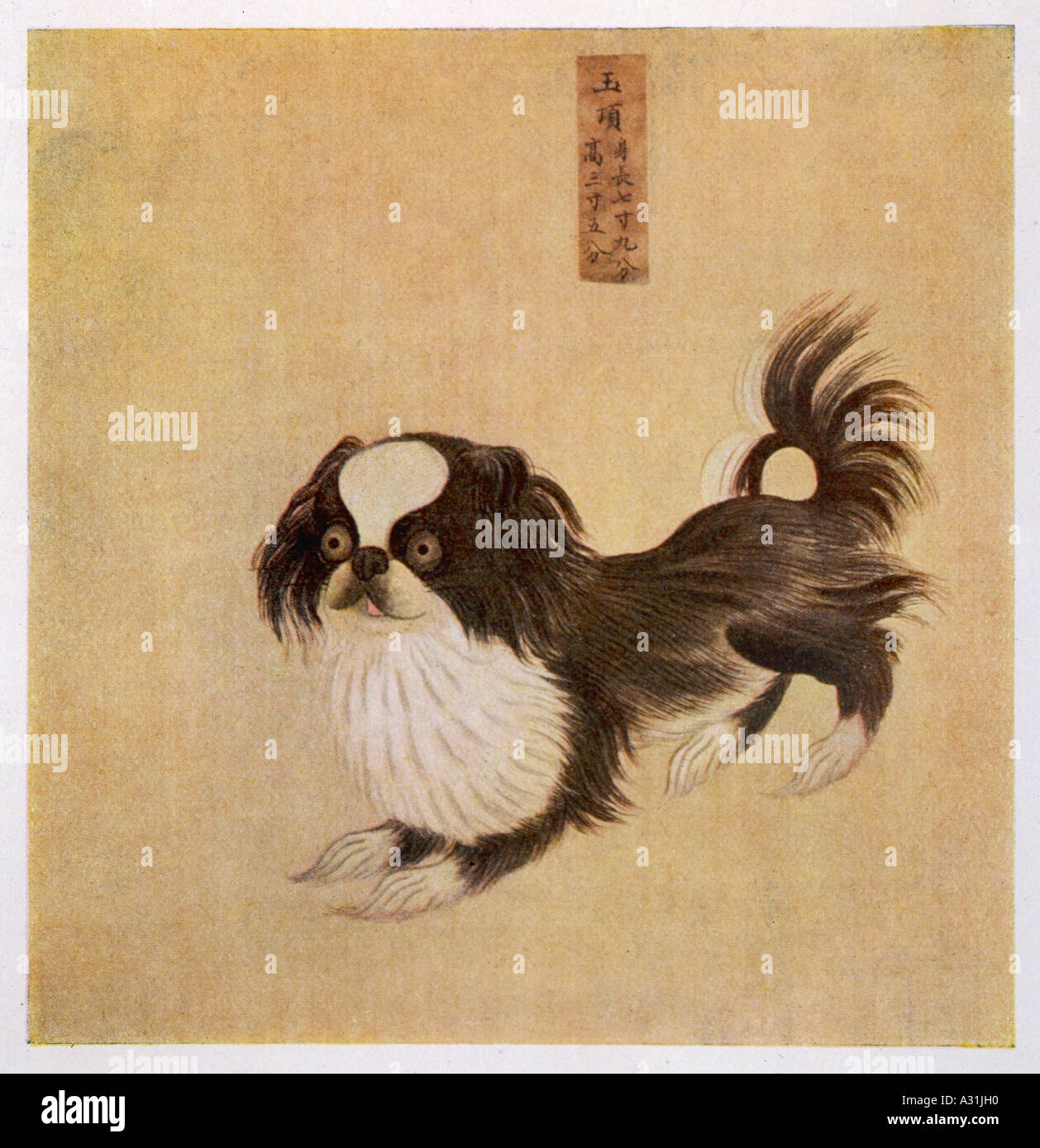 Cinese Pekingese Foto Stock