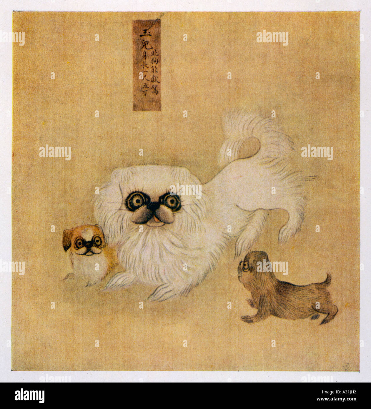 Cinese Pekingese Foto Stock