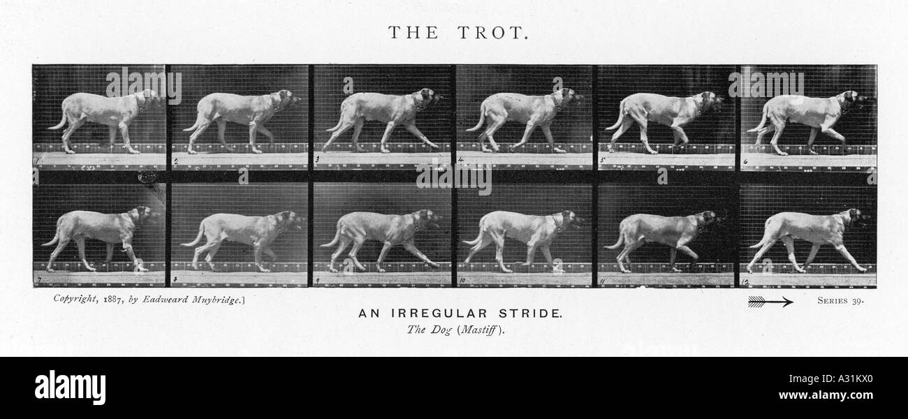 Muybridge cane trotto 2 Foto Stock