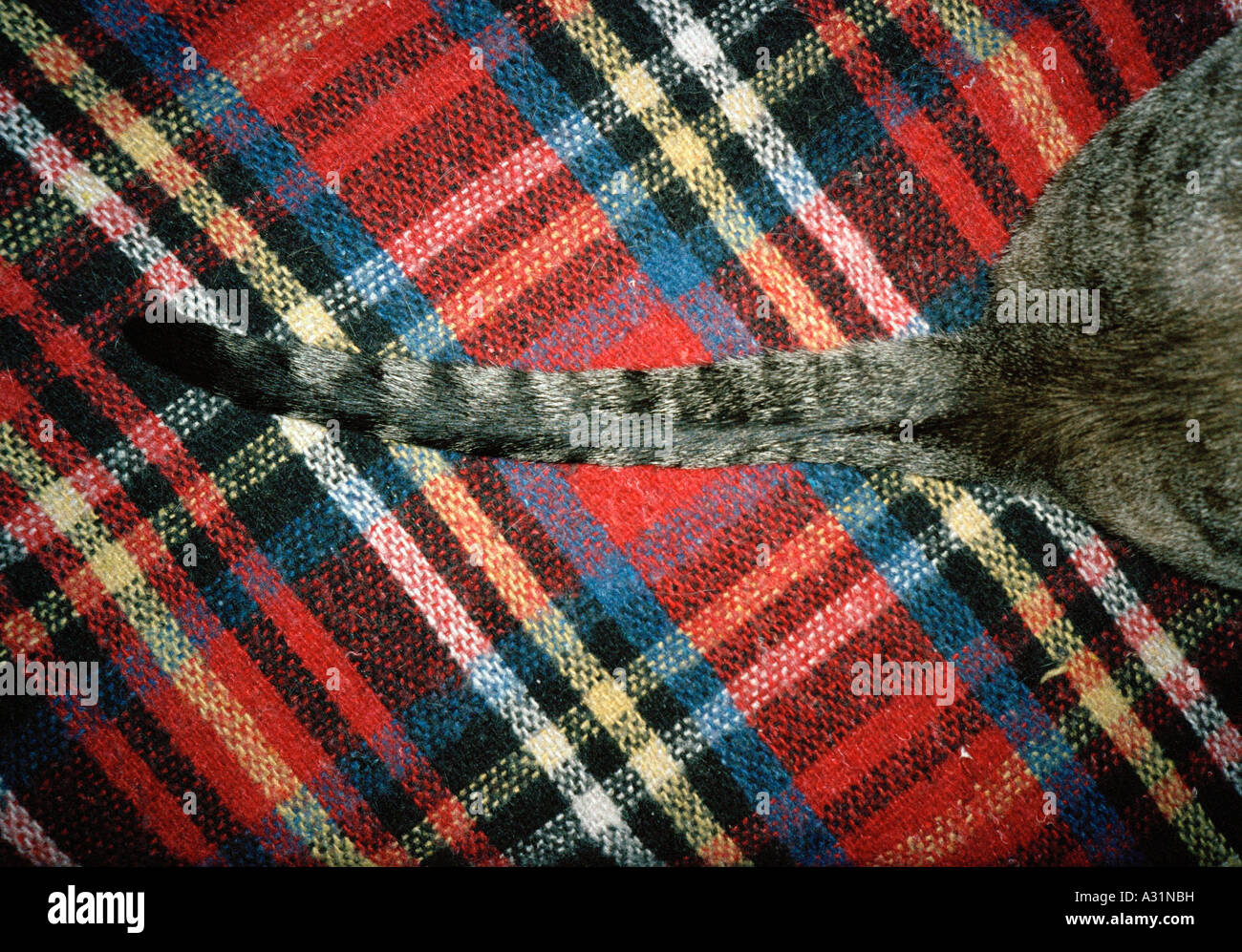 Gatto seduto sulla coperta di tartan Foto Stock