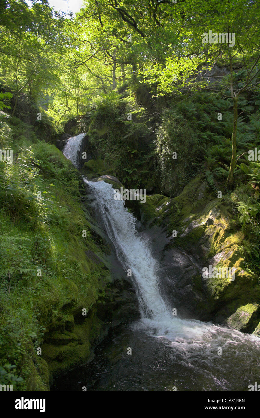 Dolgoch cade snowdonia Galles centrale Foto Stock