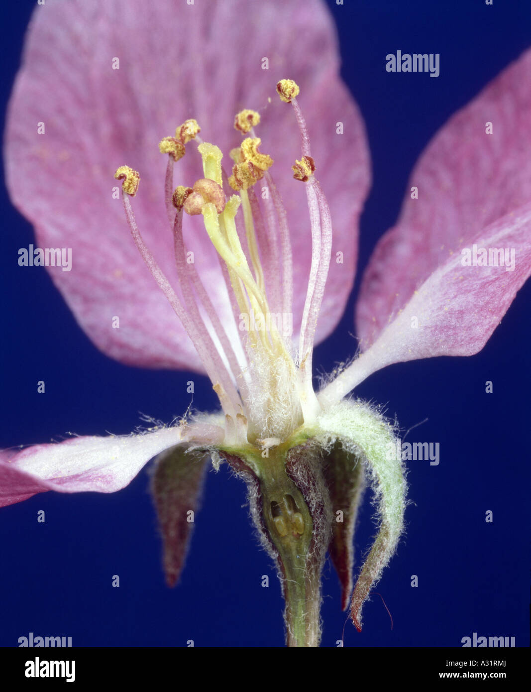 CRAB Apple Blossom (malus SP) fiore completo mostra petali, sepali, stame e pistillo (con ovuli) Sezione longitudinale Foto Stock