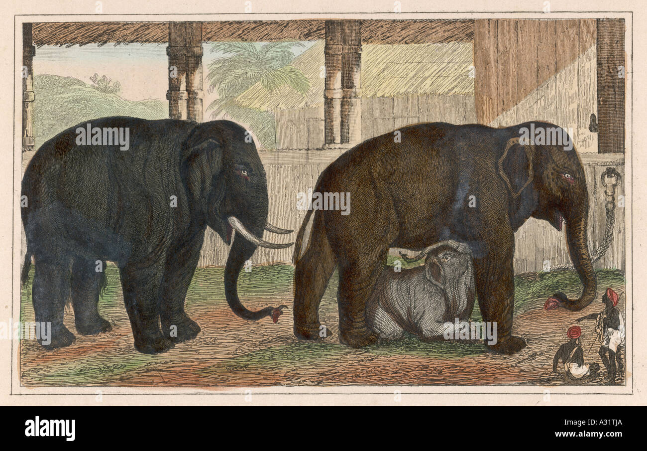 Famiglia dell'elefante Foto Stock