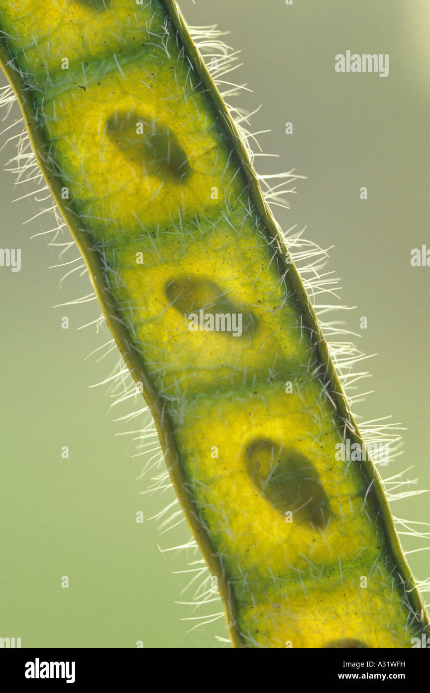 WILD SENNA SEME POD (CASSIA HEBECARPA) / PENNSYLVANIA Foto Stock