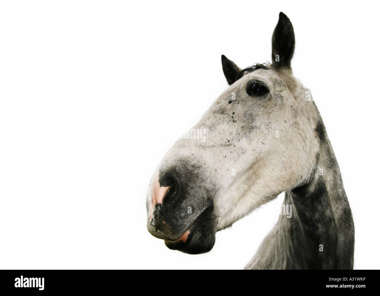 cavallo grigio Foto Stock