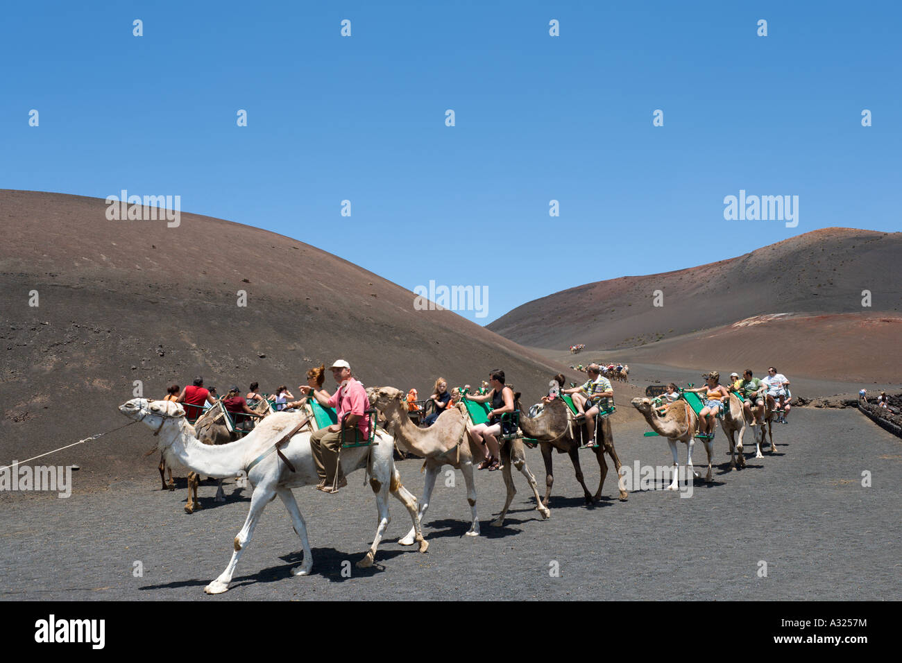 Le corse di cammelli nel Parco Nazionale di Timanfaya, Lanzarote, Isole Canarie, Spagna Foto Stock