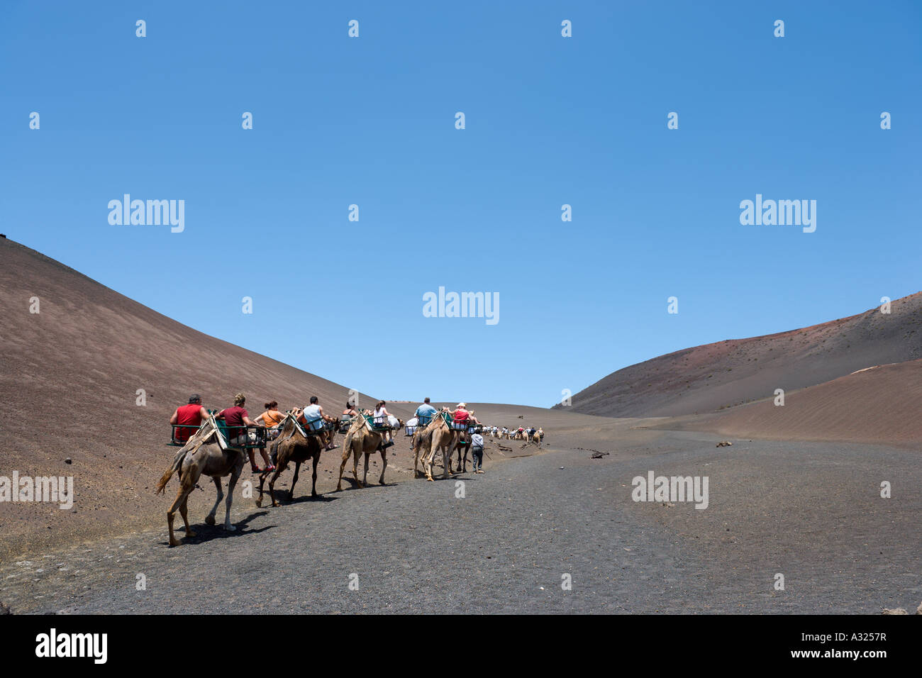 Le corse di cammelli nel Parco Nazionale di Timanfaya, Lanzarote, Isole Canarie, Spagna Foto Stock