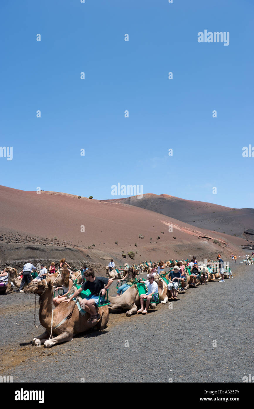 Le corse di cammelli nel Parco Nazionale di Timanfaya, Lanzarote, Isole Canarie, Spagna Foto Stock