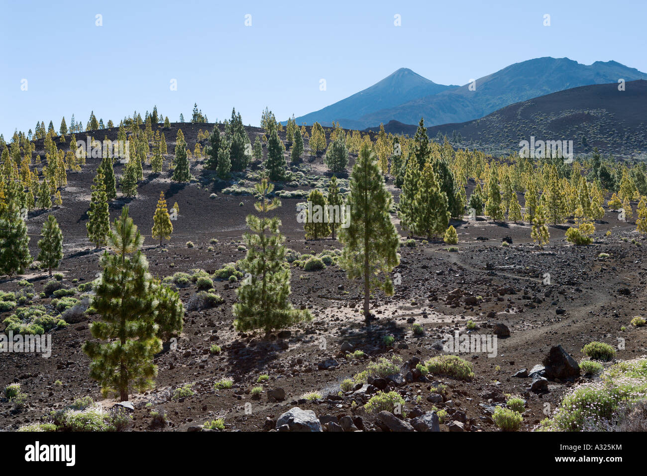 Tipico paesaggio, Las Canadas del Teide Tenerife, Isole Canarie, Spagna Foto Stock