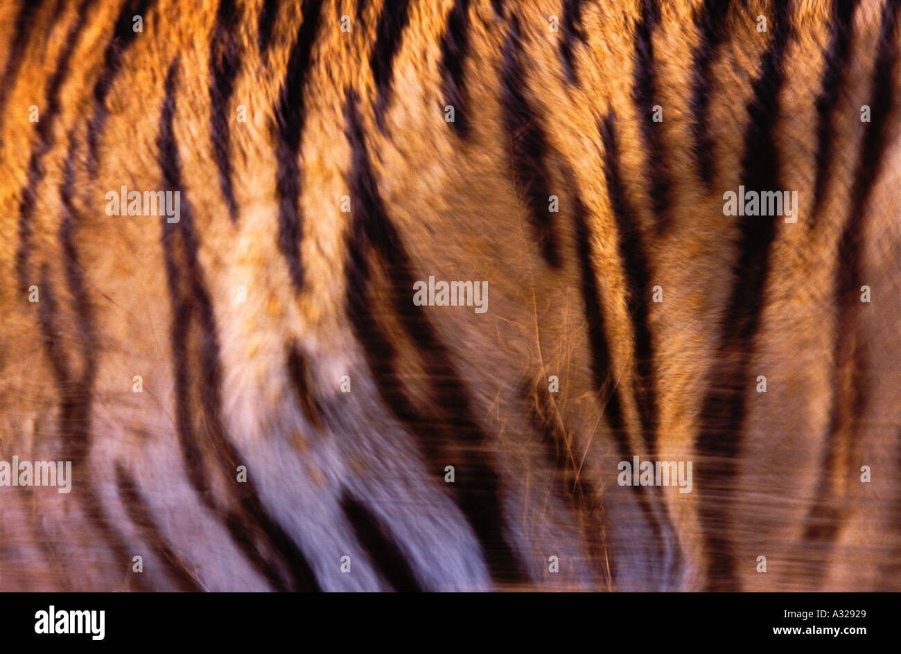 Close up della tigre siberiana pelle sulla vita tiger Foto Stock