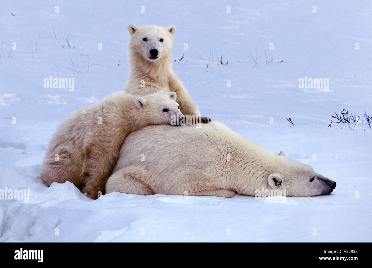 Orso polare madre e lupetti Cape Churchill Manitoba Canada Foto Stock