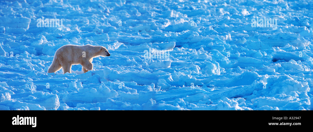 Orso polare a piedi su ice Cape Churchill Manitoba Canada Foto Stock