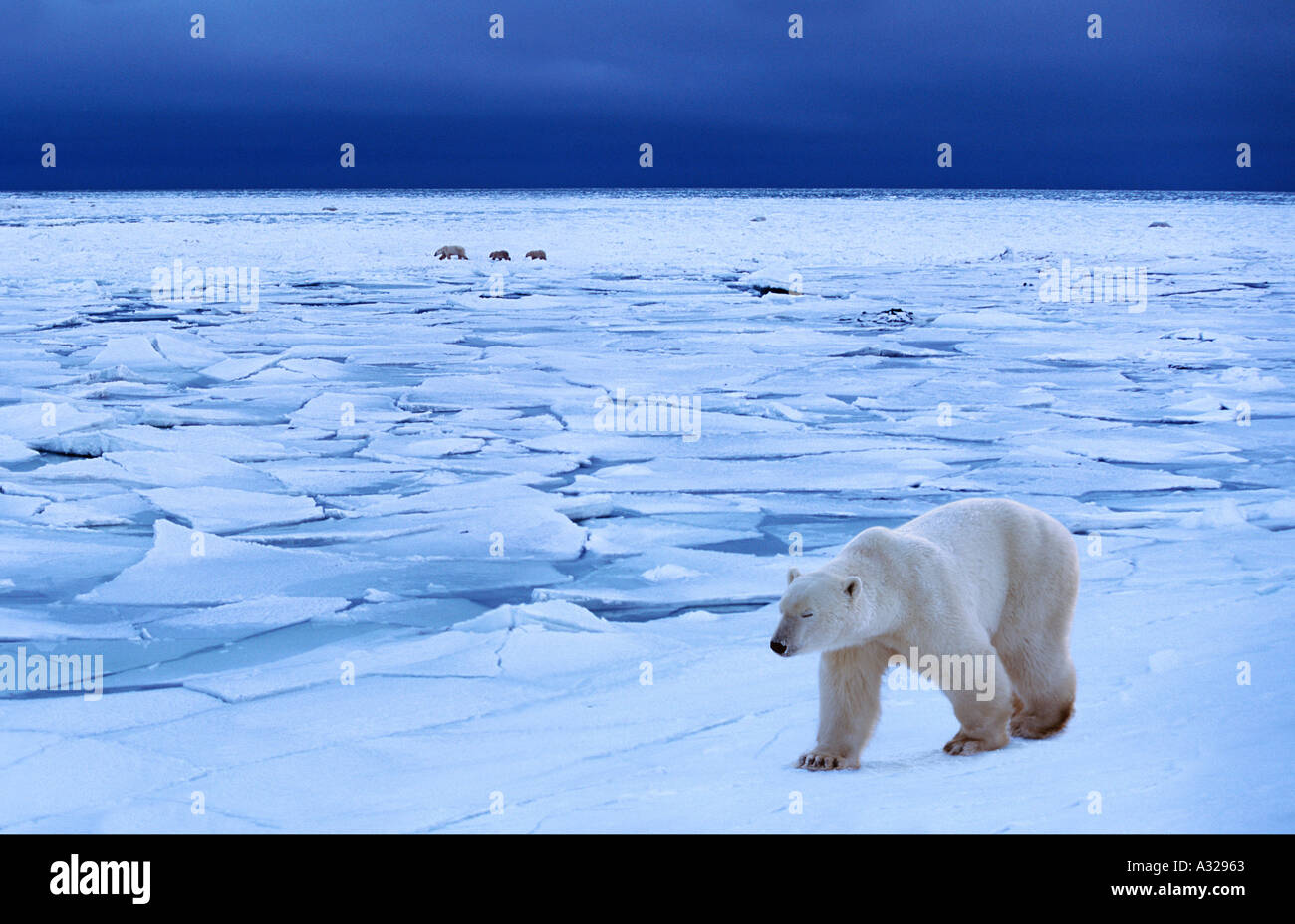 Gli orsi polari a piedi su ice Cape Churchill Manitoba Canada Foto Stock