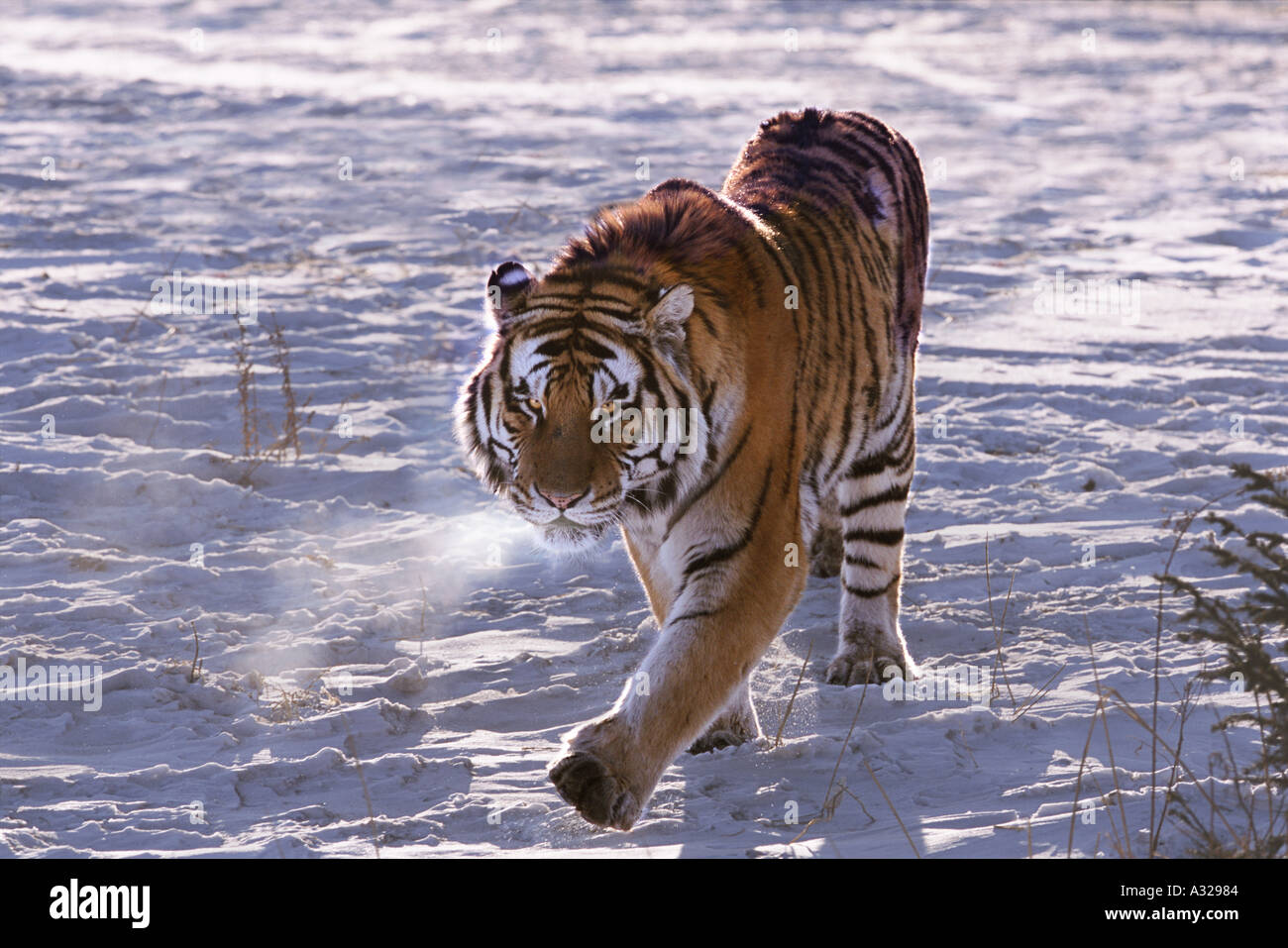 Tigre Siberiana sul prowl Cina Foto Stock