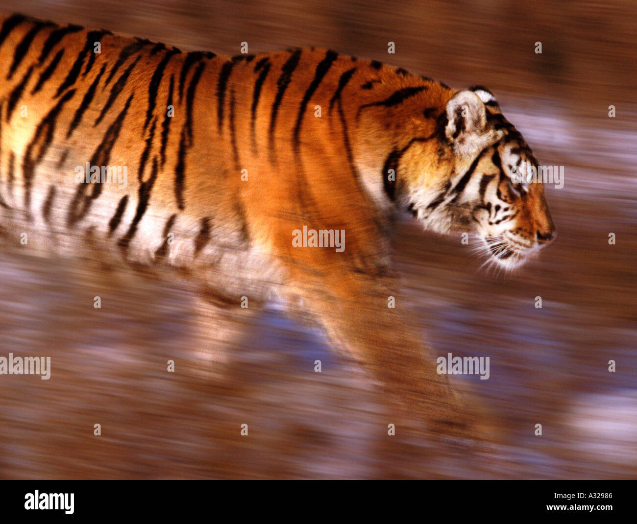 Tigre Siberiana sul prowl Cina Foto Stock