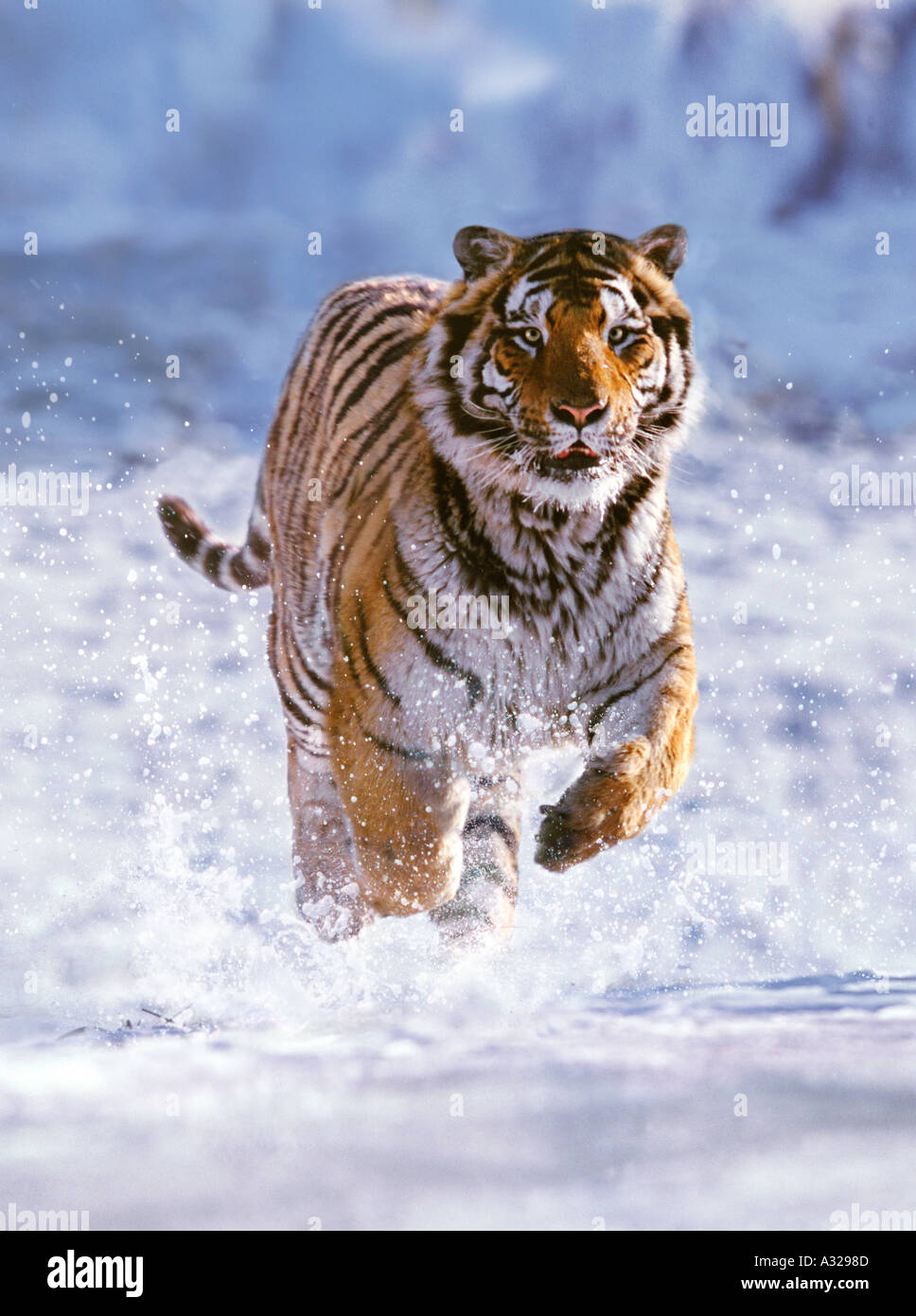 Tigre Siberiana in esecuzione nella neve Cina Foto Stock