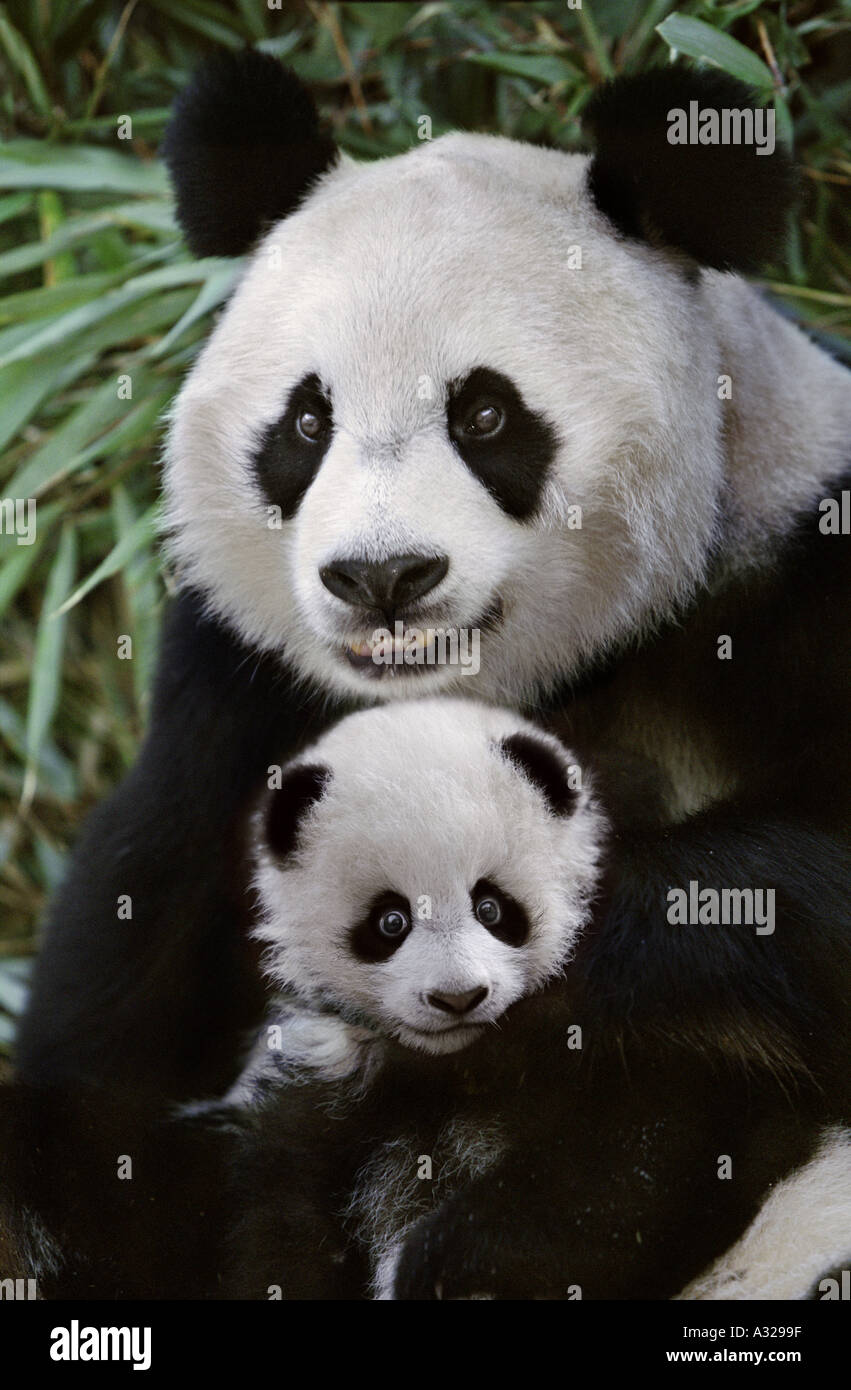 Panda madre cub Cina Sichuan Foto Stock
