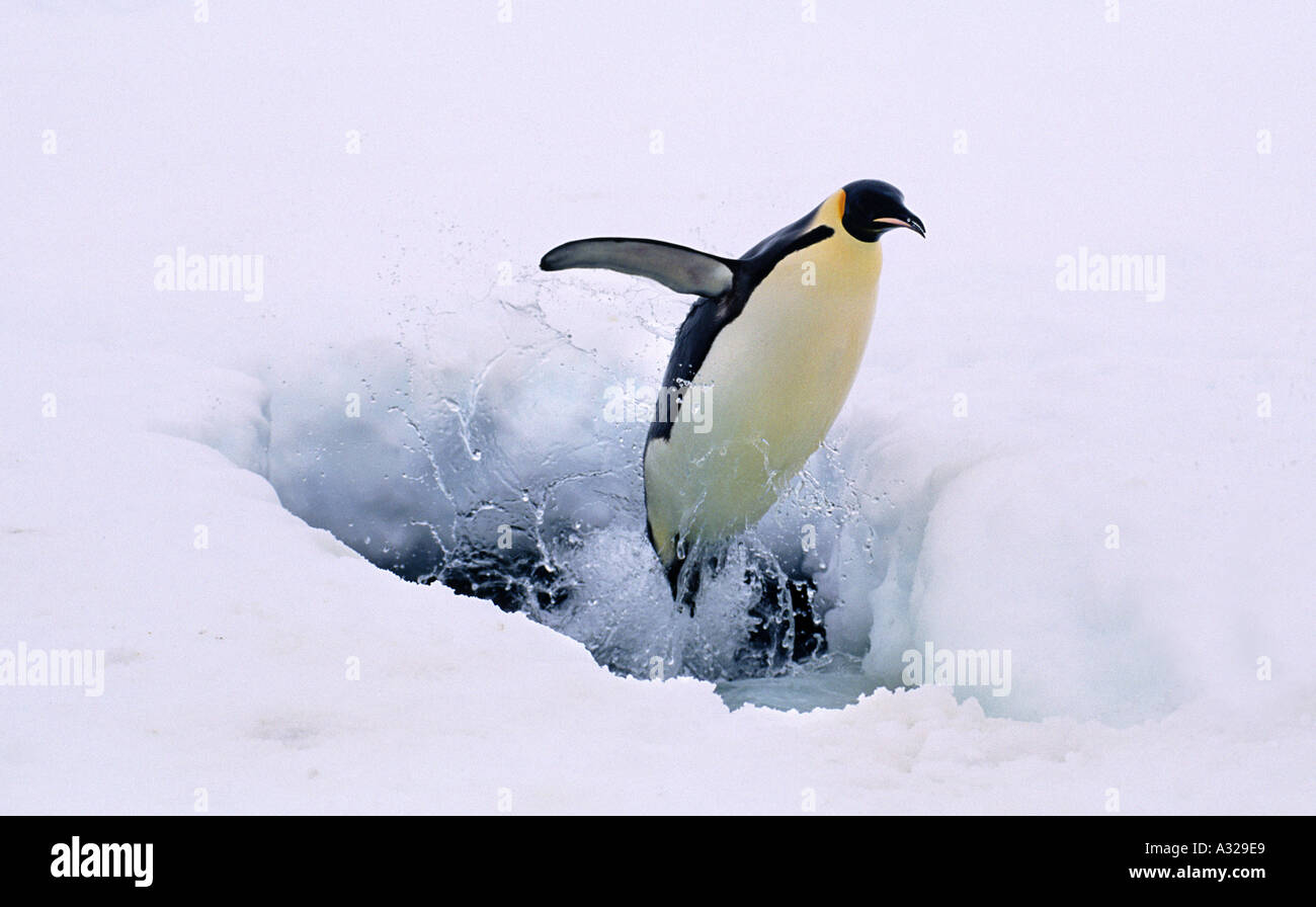 Pinguino imperatore emozionante Kloa tenuta EP Rookery Antartide Foto Stock
