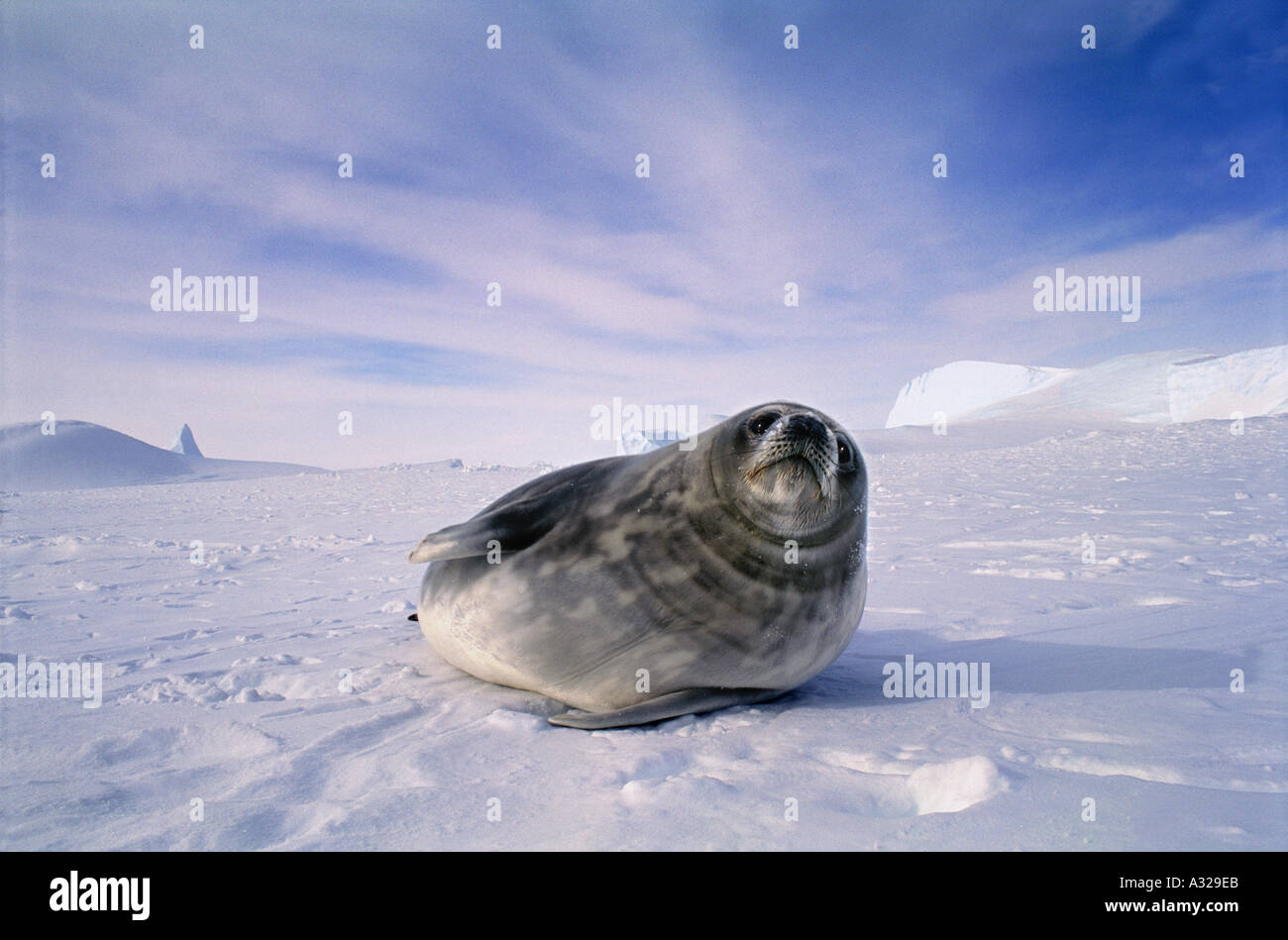 Guarnizione di Weddell Kloa pinguino imperatore rookery Antartide Foto Stock